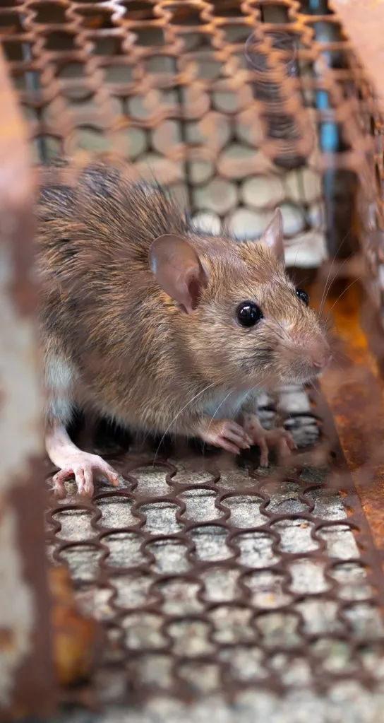 ¿Cómo identificar la presencia de ratones en casa?
