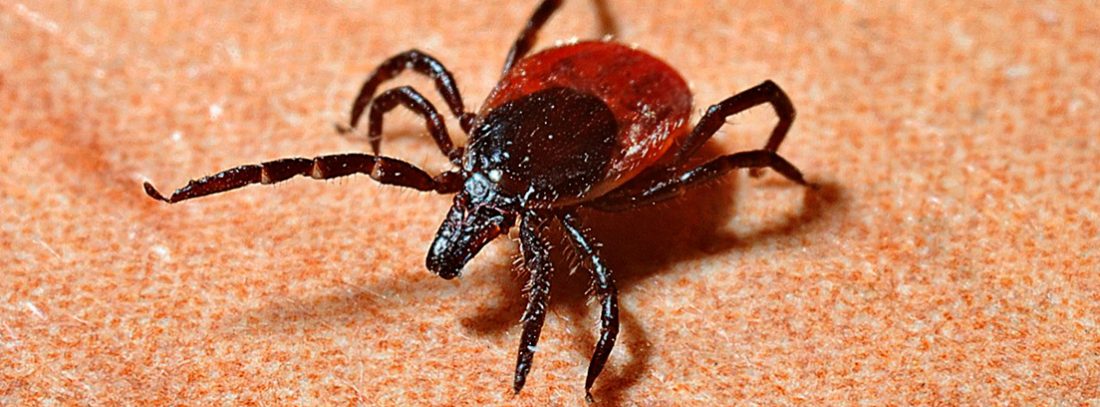 Garrapatas: La Plaga silenciosa que amenaza a mascotas y personas