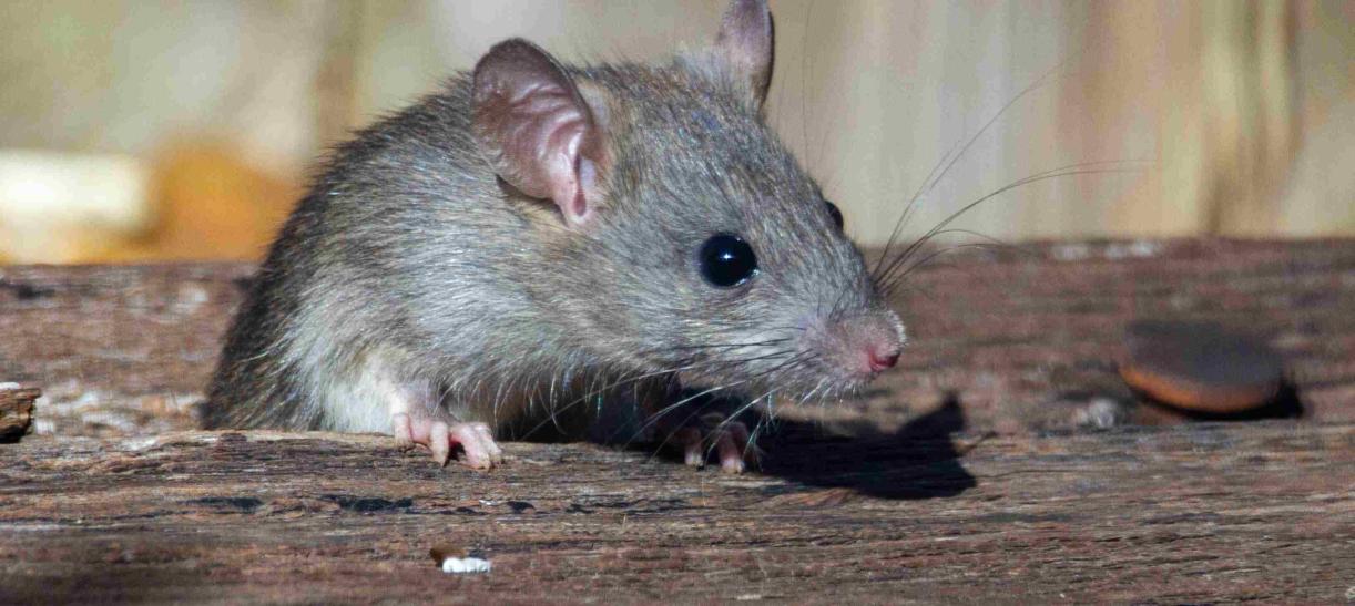 Infestación de ratas: Cómo prevenir y actuar según los profesionales