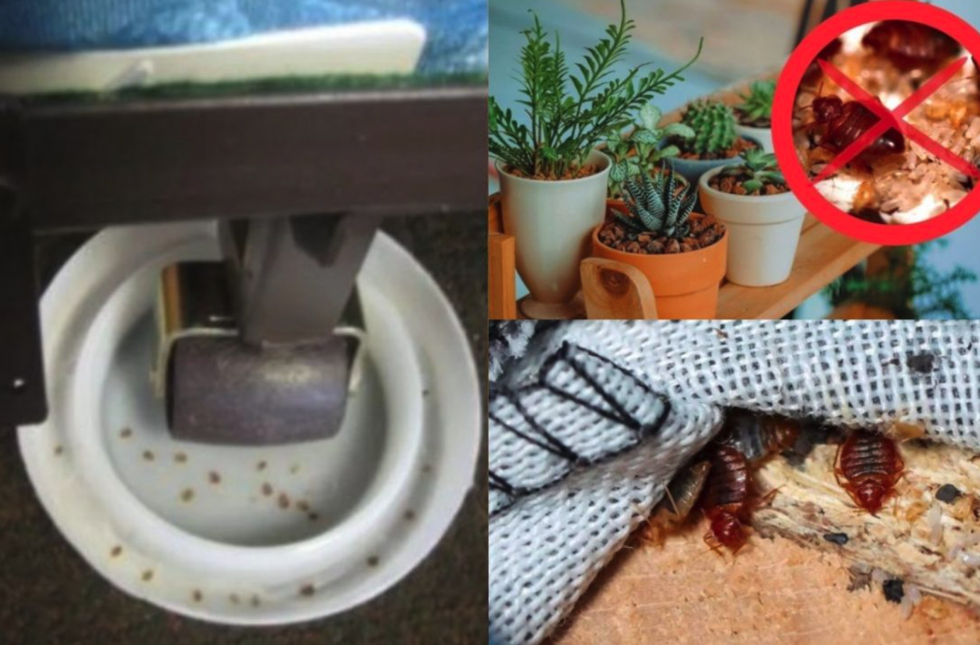 Cómo evitar la presencia de chinches en casa si vives en Boadilla del Monte