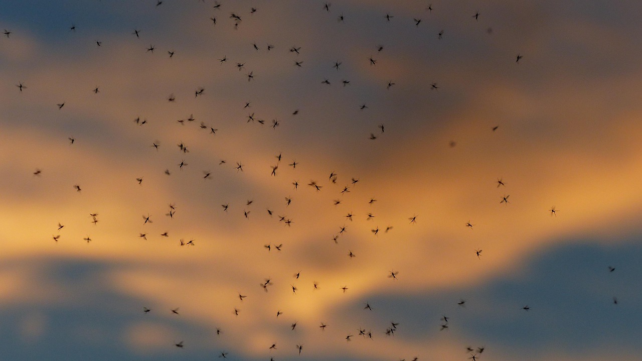 Invasión de mosquitos en Boadilla del Monte: razones del aumento este verano y cómo protegerte