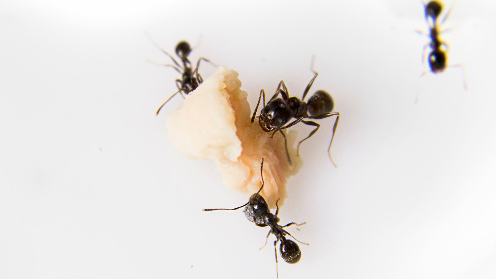 Evita cucarachas, hormigas y mosquitos este verano en Boadilla del Monte: prepara tu casa con estos consejos