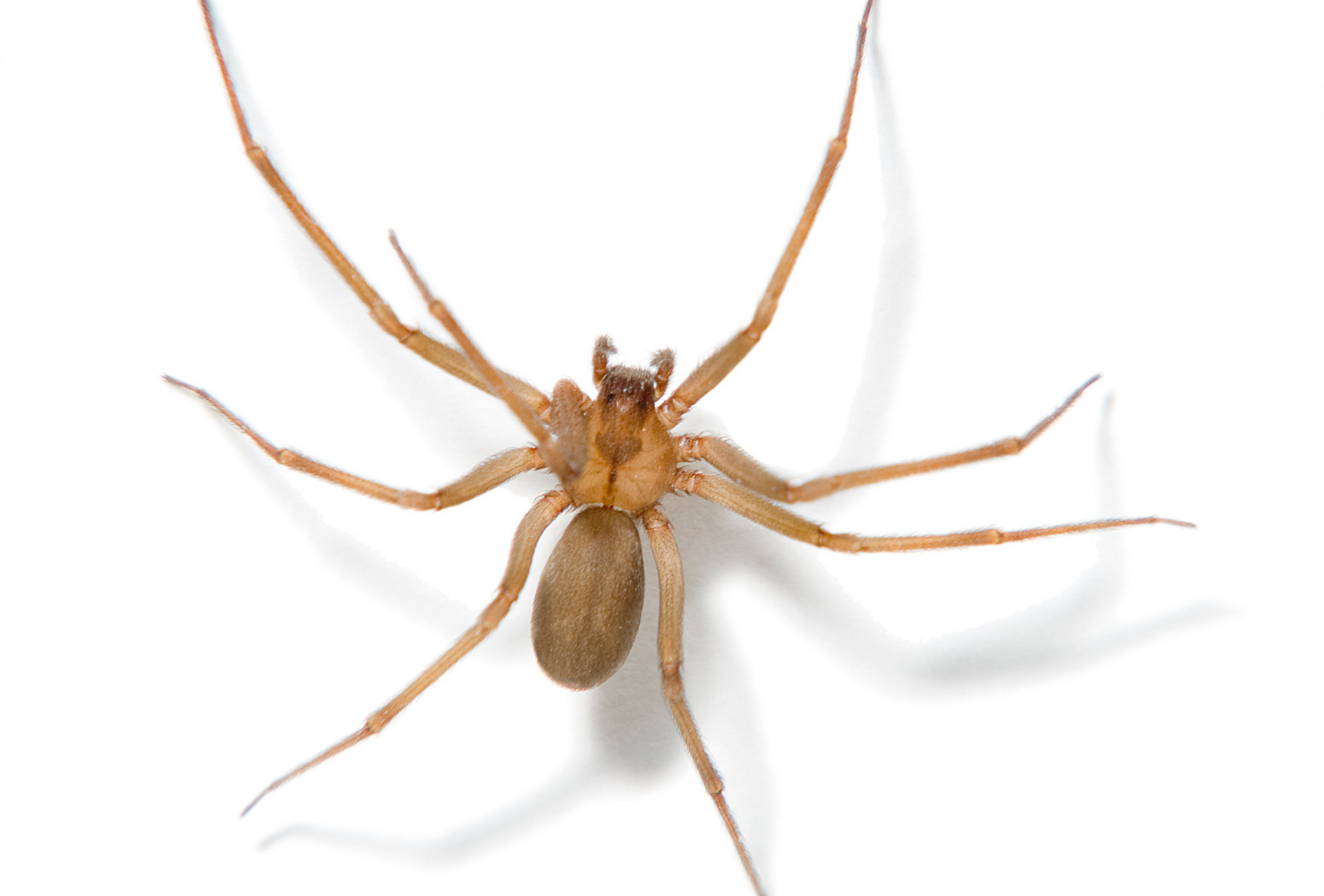 ¿Hay araña violinista en Boadilla? Conoce los riesgos y cómo proteger tu casa