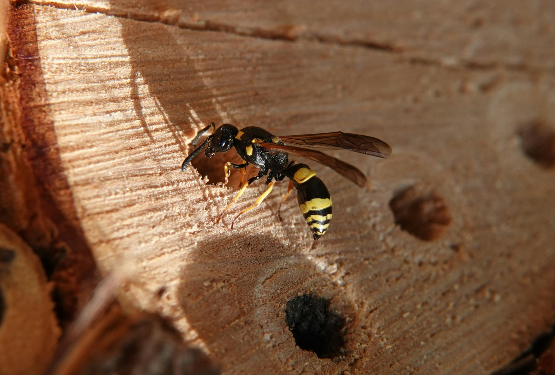 Avispas en Boadilla en septiembre: guía práctica para proteger tu vivienda y comunidad