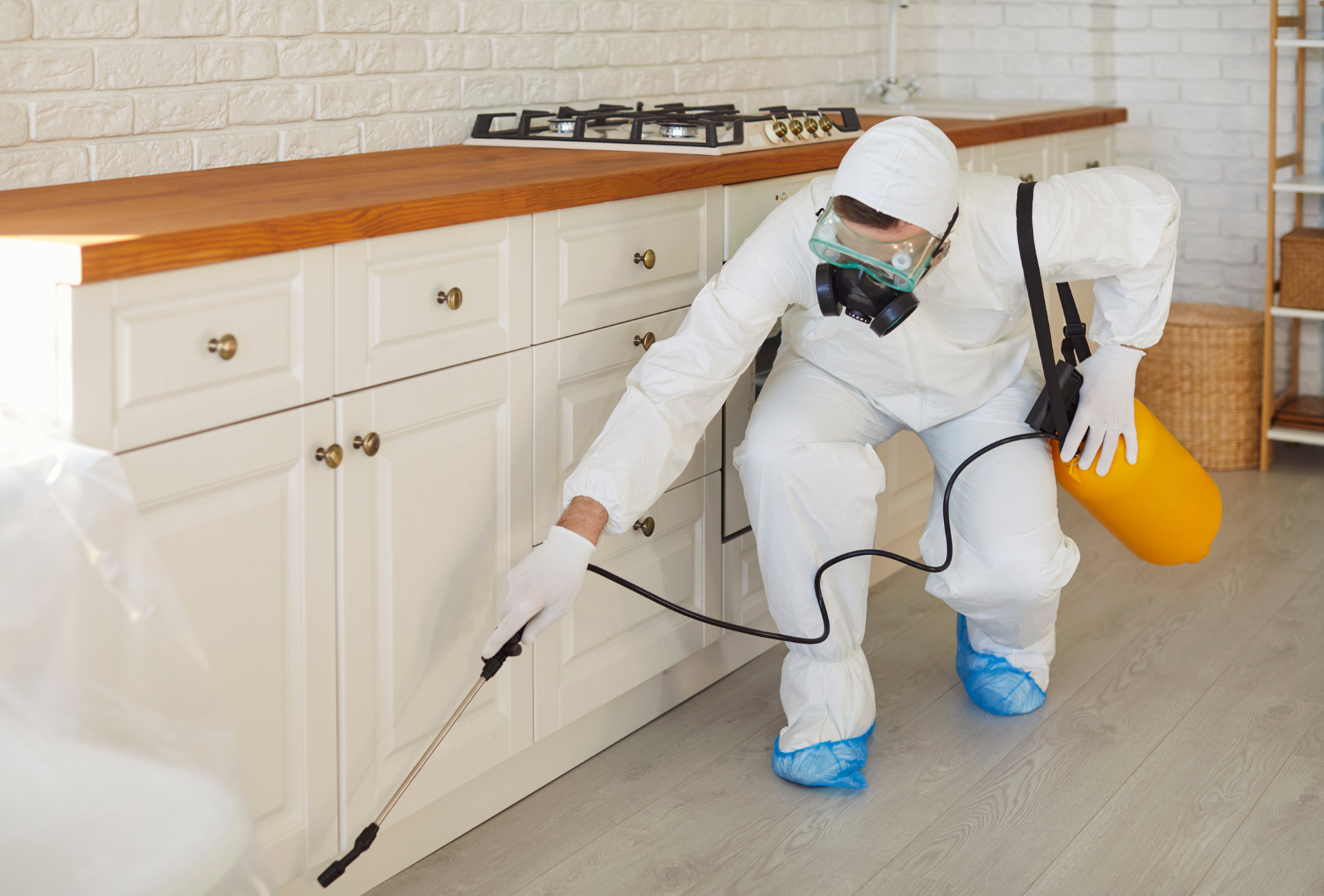 Control de plagas en Boadilla del Monte: cómo prevenir infestaciones en urbanizaciones y viviendas